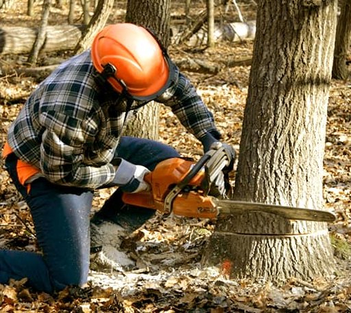 Tree Removal in Colleyville, TX